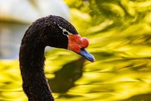 Black-necked swan. Bird and birds. Water world and fauna. Wildlife and zoology. photo