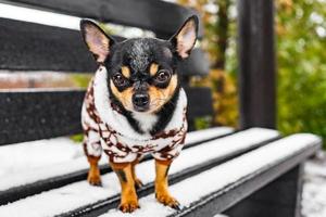 A Chihuahua dog stands on a bench in winter in snowy weather in clothes. Animal. photo