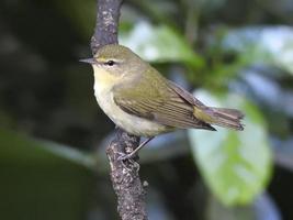 Tennessee Warbler 3 photo