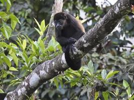 Mantled Howler Monkey Young photo