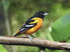 Northen Baltimore Oriole Male 1 photo