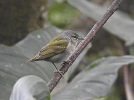 Tennessee Warbler 1 photo