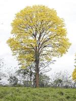 árbol de corteza amarilla foto