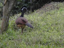 Great Curassow Female 32 photo