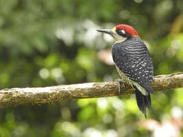 pájaro carpintero de mejillas negras 56 foto