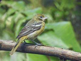 Female Northern Baltimore Oriole 1 photo