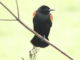 Red Winged Blackbird photo