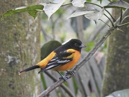 Northern Baltimore oriole photo