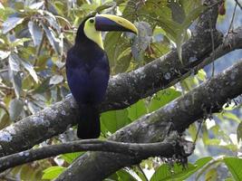 Chesnut maandibled Toucan 2 photo