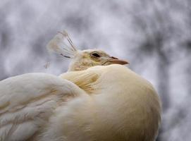 pavo real blanco pájaro animal foto