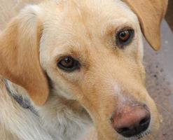 Labrador dog face photo