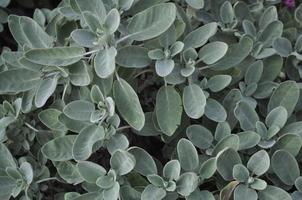 Sage plant background photo