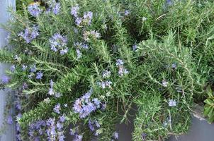 rosemary Rosmarinus plant photo