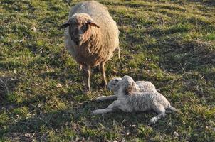 Sheep and lamb mammal photo