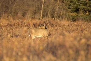 Cypress Hills Alberta Saskatchewan photo