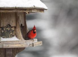 cardenal en comedero para pájaros foto