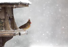 Cardinal at Bird Feeder photo