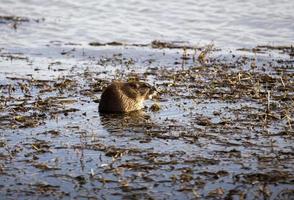 Musk Rat in Pond photo