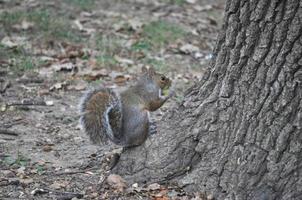 red squirrel animal of class Mammalia mammals photo