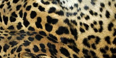 Leopard skin texture photo