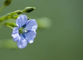 flor de lino canadá foto