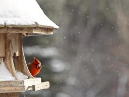 cardenal en comedero para pájaros foto