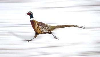 Ring Neck Pheasant photo