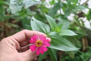 hands holding pink flowers in the garden photo