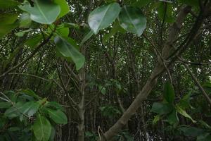 árboles de mangle exuberantes y frescos foto