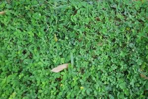 green plant with lush oval leaves photo