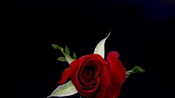 time lapse of single red rose on dark background video