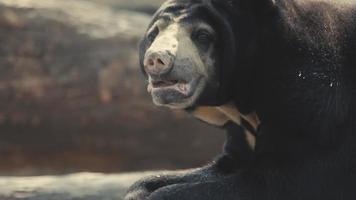 primer plano de la cara de oso en cámara lenta video