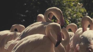 en vacker flamingo som söker i vatten efter mat och rengör sina fjädrar i slow motion video