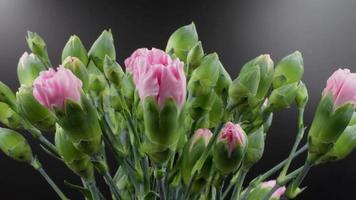 lasso di tempo di un bouquet colorato di fiori di garofani spray rosa in 4K video