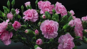lapso de tiempo de un colorido ramo de flores de claveles de spray rosa en 4k