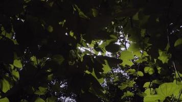 ralenti du grand arbre naturel dans le parc avec éruption solaire video