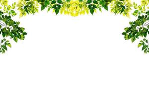 Green leaves frame isolated on white background photo