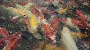 vista dall'alto del rallentatore dell'alimentazione manuale del pesce koi. carpe fantasia con colorati nello stagno naturale video