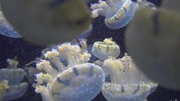 White Blue and yellow jellyfish floating in water aquarium in 4K video