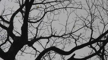 aérienne d'une branche d'arbre sec sans feuilles sur fond bleu ciel d'automne. silhouette de branche d'arbre sur le ciel. video