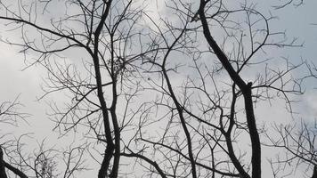 vista do galho de árvore seco sem folhas contra um fundo de céu azul de outono. silhueta de galho de árvore no céu. video