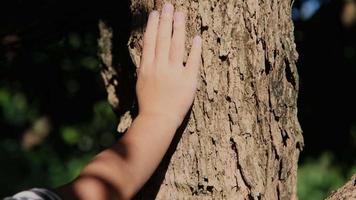 manos de un niño pequeño tocando la corteza vieja en un gran tronco de árbol en el bosque. amar y proteger el concepto de naturaleza. estilo de vida ecológico verde. video