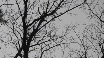 vista do galho de árvore seco sem folhas contra um fundo de céu azul de outono. silhueta de galho de árvore no céu. video