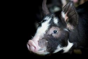 cerdo negro o especie kurobuta en granja porcina foto