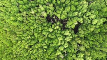 Aerial top view forest tree