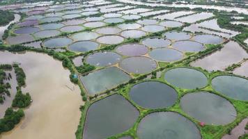 Aerial view of the circle prawn farm , Shrimp farm video