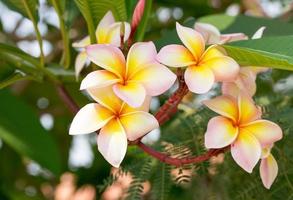 group of yellow white and pink flowers photo