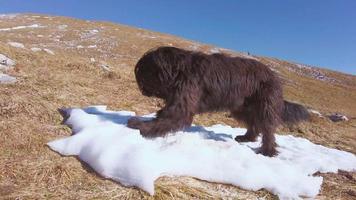 um cão pastor da montanha com sede quebra a neve video