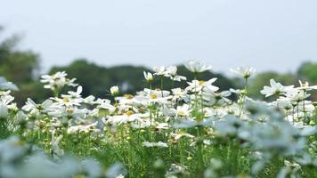 weißer gänseblümchenblumengarten mit grünen blättern video