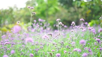 jardín de flores moradas con hojas verdes video